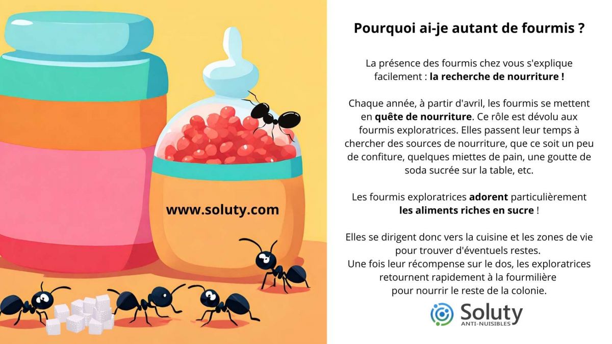 Pourquoi ai-je autant de fourmis ?