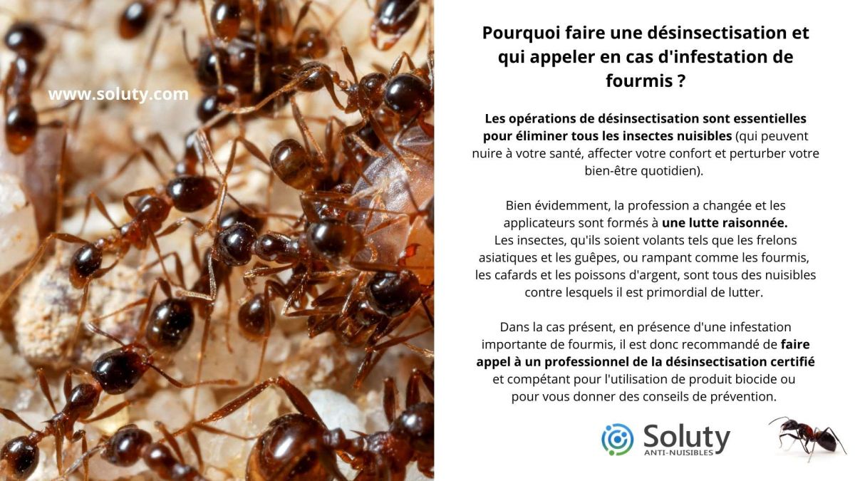 Pourquoi faire une désinsectisation et qui appeler en cas d'infestation de fourmis ?