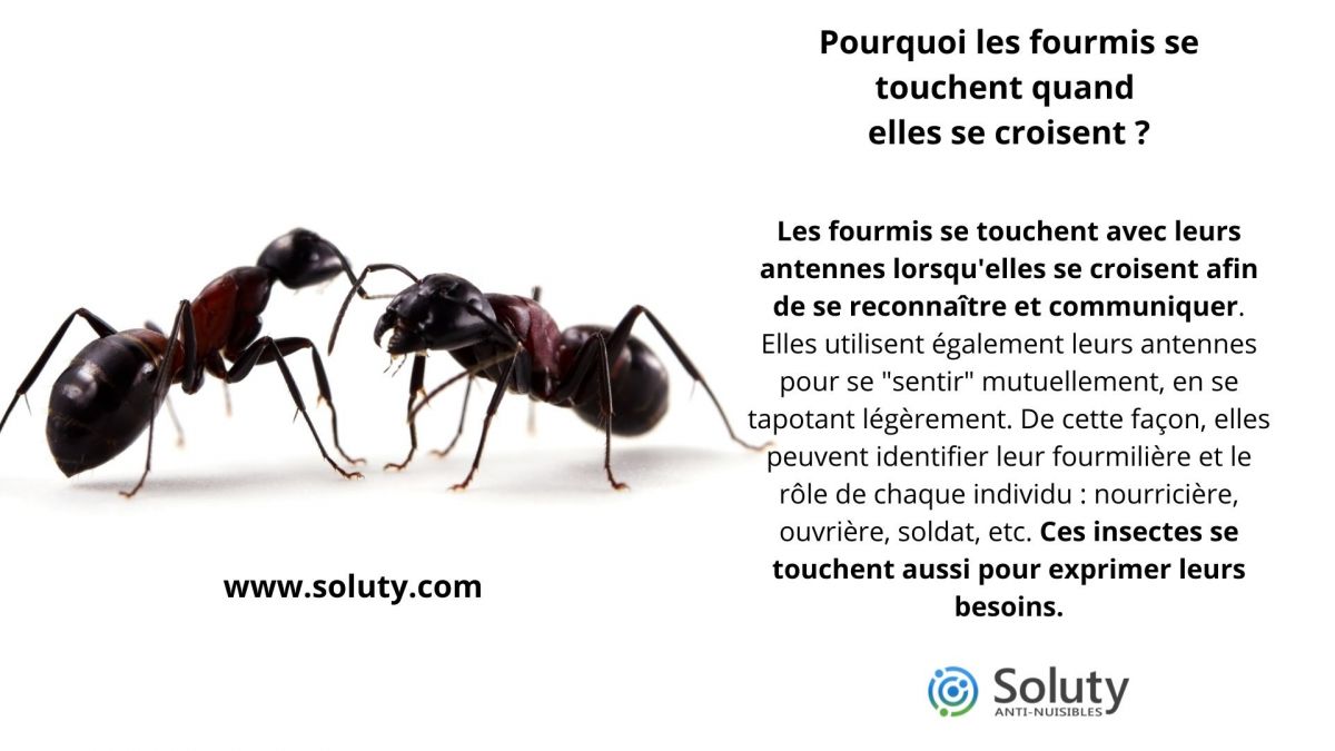 Pourquoi les fourmis se touchent quand elles se croisent ?