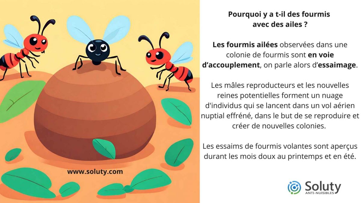 Pourquoi y a t-il des fourmis avec des ailes ?