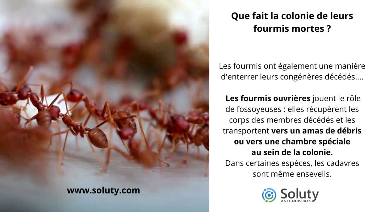 Que fait la colonie de leurs  fourmis mortes ?