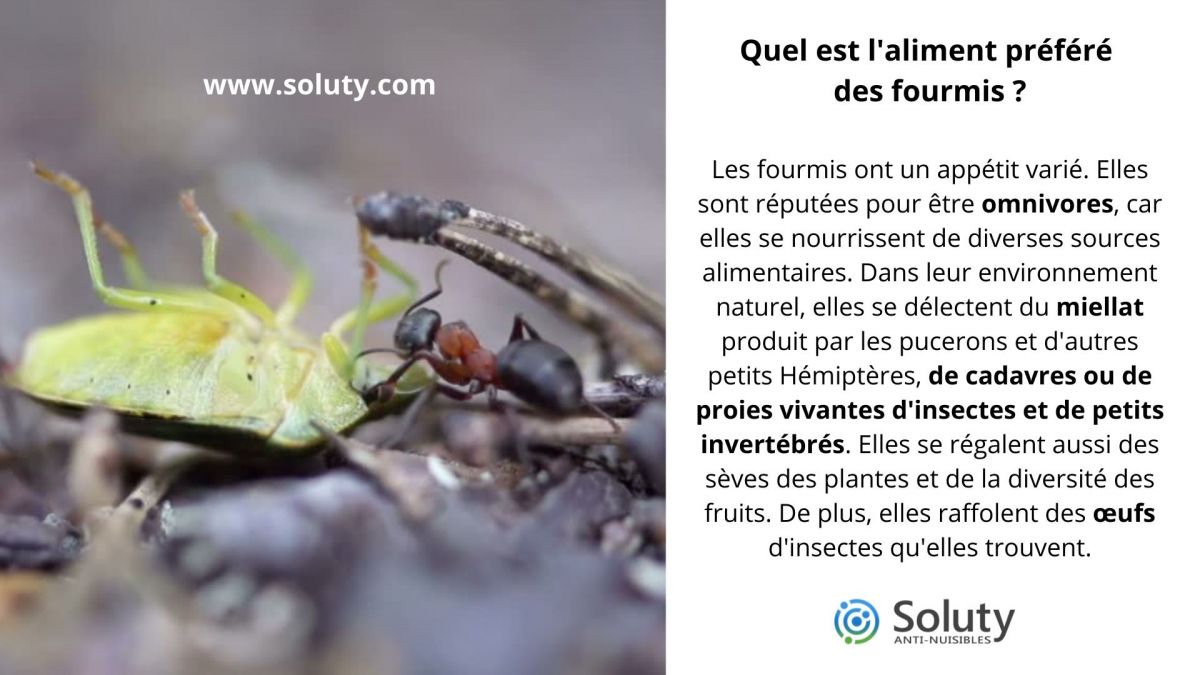 Quel est l'aliment préféré des fourmis ?