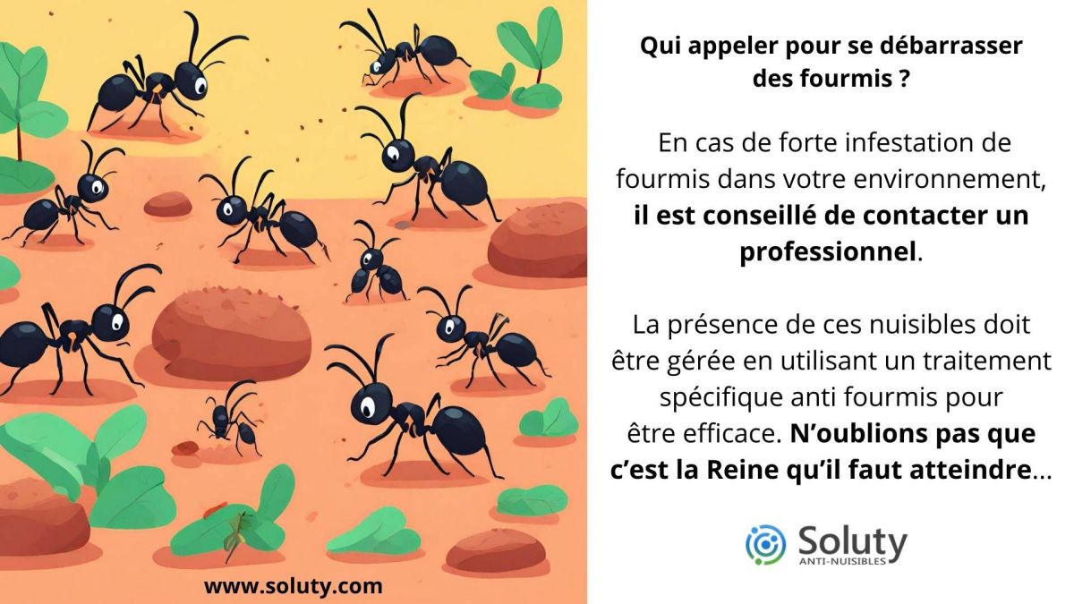 Qui appeler pour se débarrasser des fourmis ? 