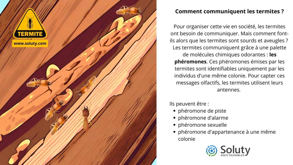 Comment communiquent les termites ?