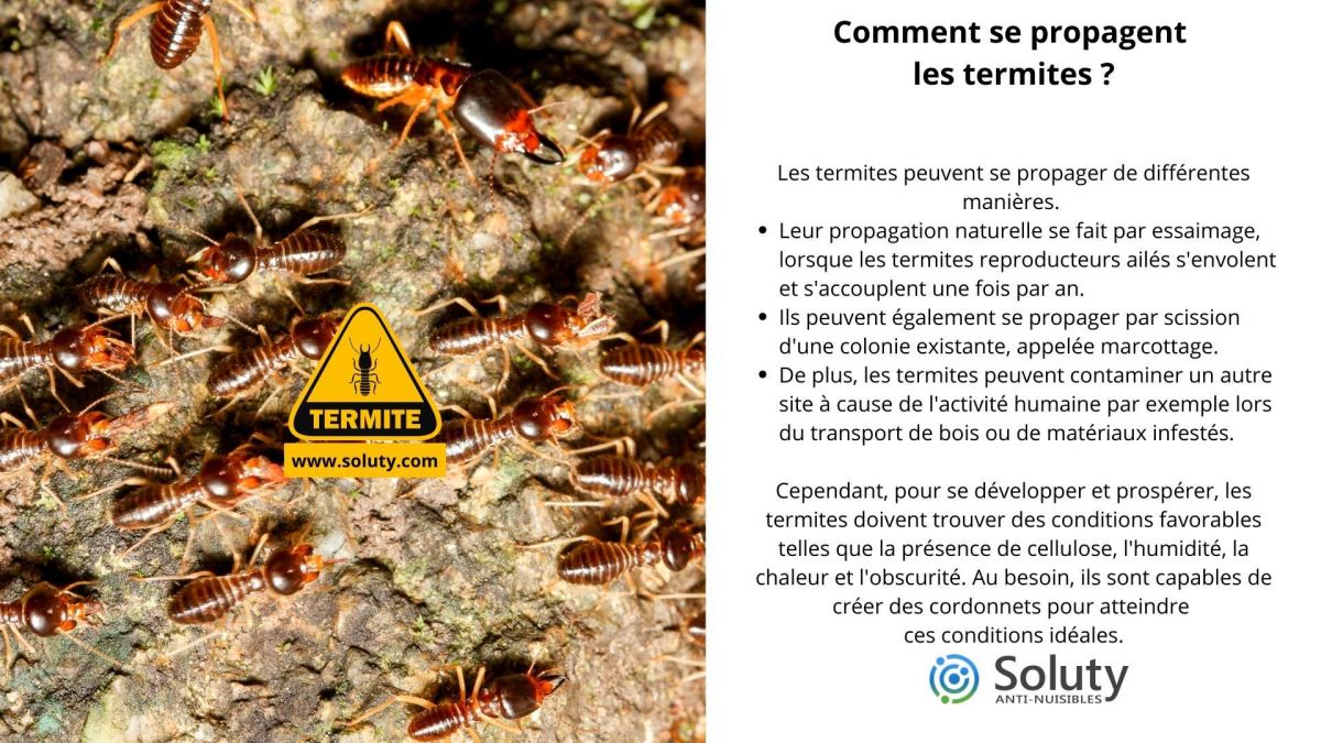 Comment se propagent les termites ?