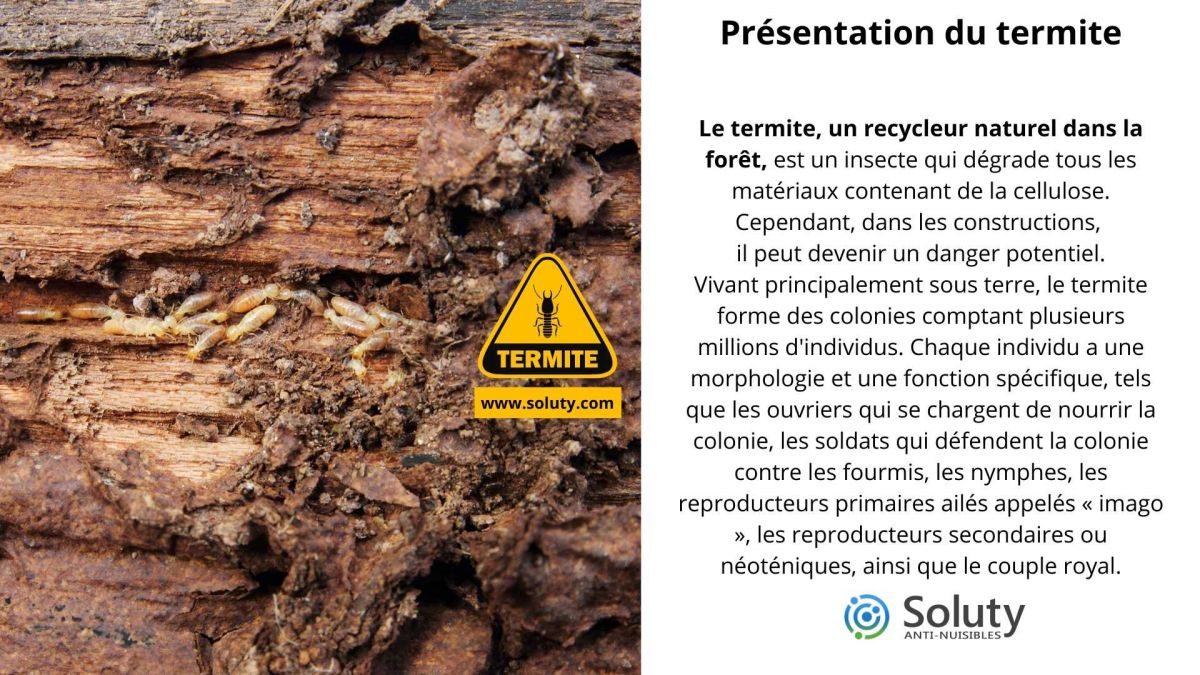 Présentation du termite