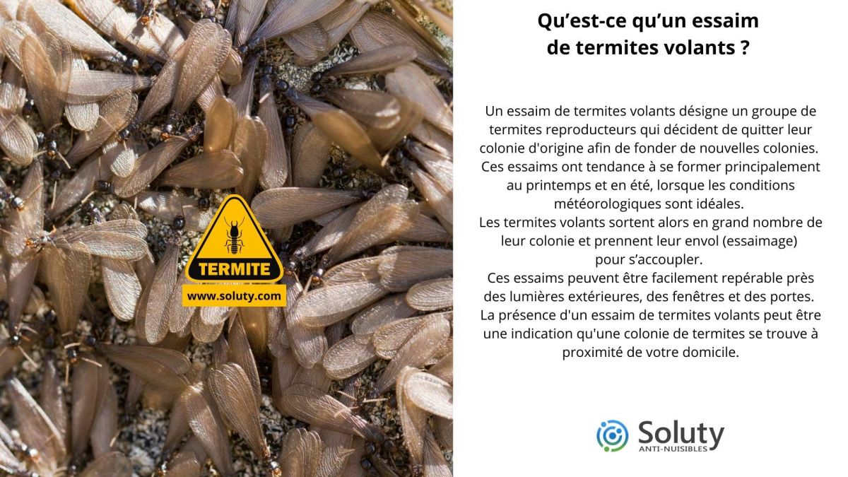 Qu’est-ce qu’un essaim de termites volants ?