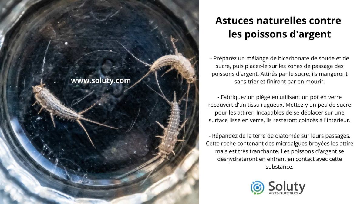 Astuces naturelles contre les poissons d'argent