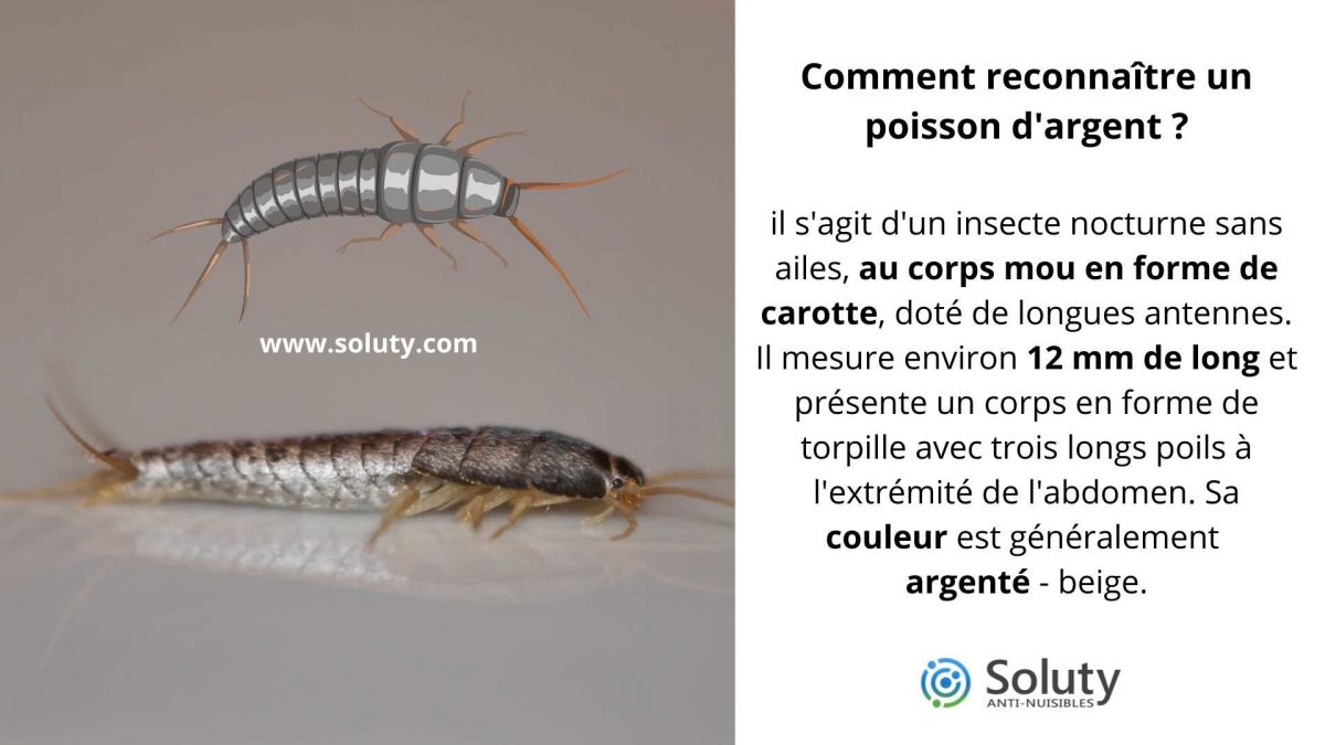 Comment reconnaître un poisson d'argent ?