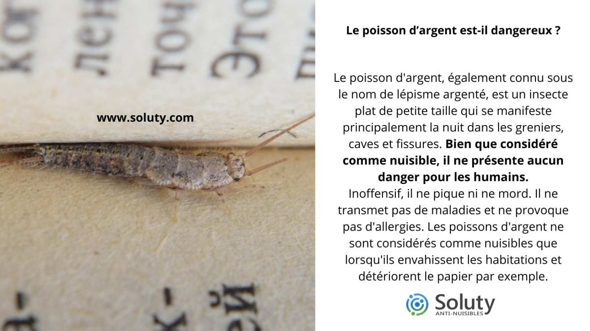 Le poisson d’argent est-il dangereux pour l'homme ?