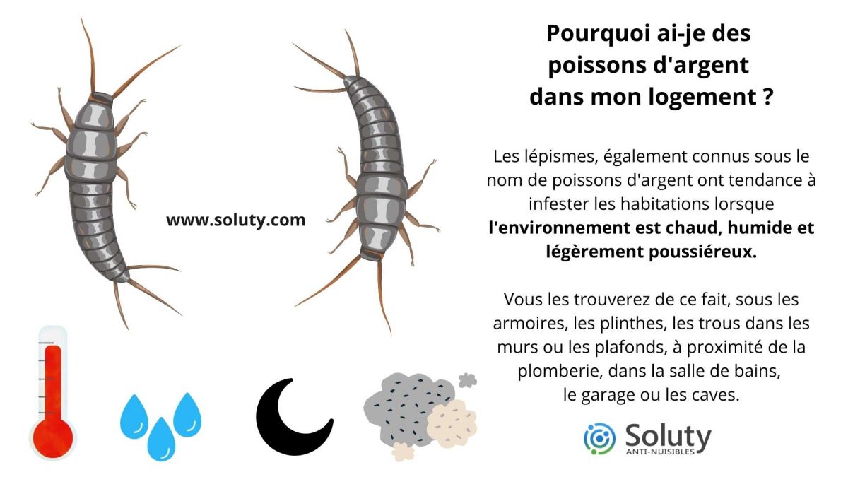 Pourquoi ai-je des poissons d'argent dans mon logement ?