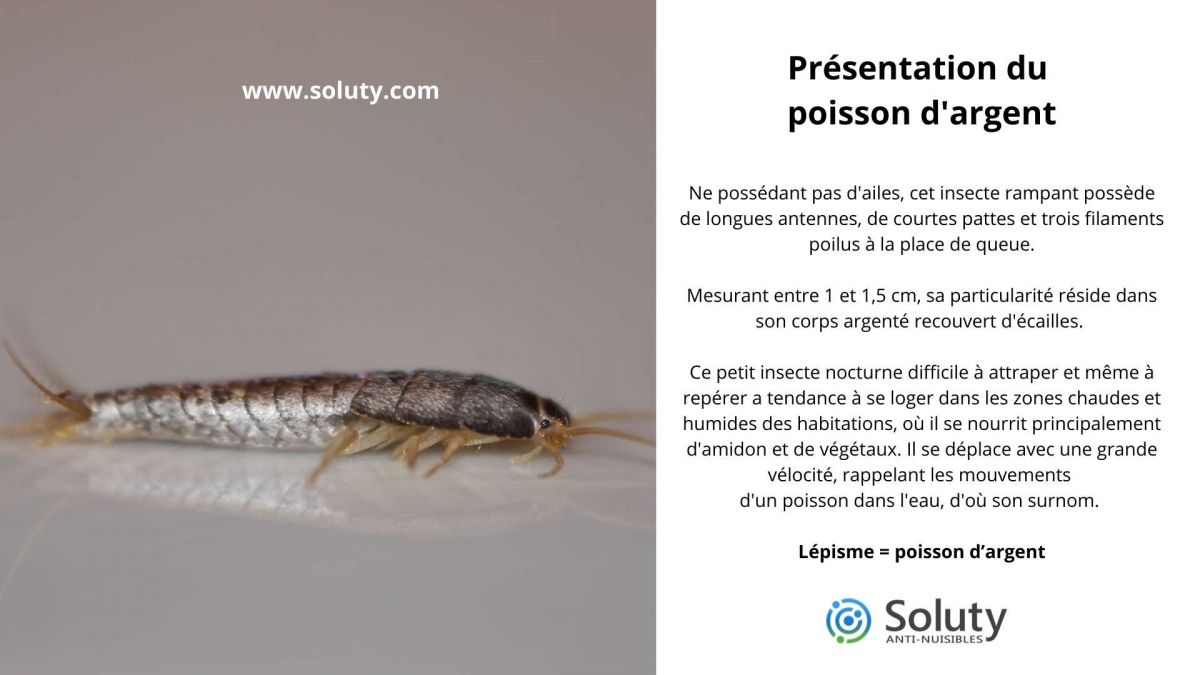 Présentation du poisson d'argent