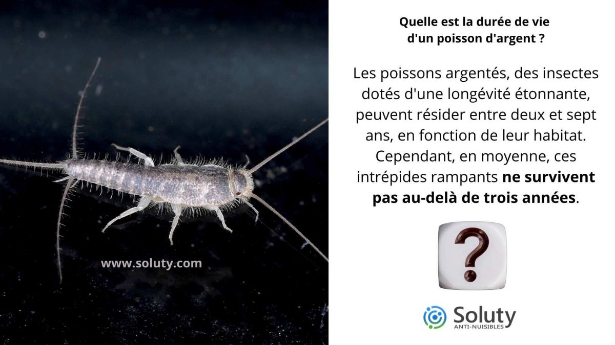 Quelle est la durée de vie d'un poisson d'argent ?