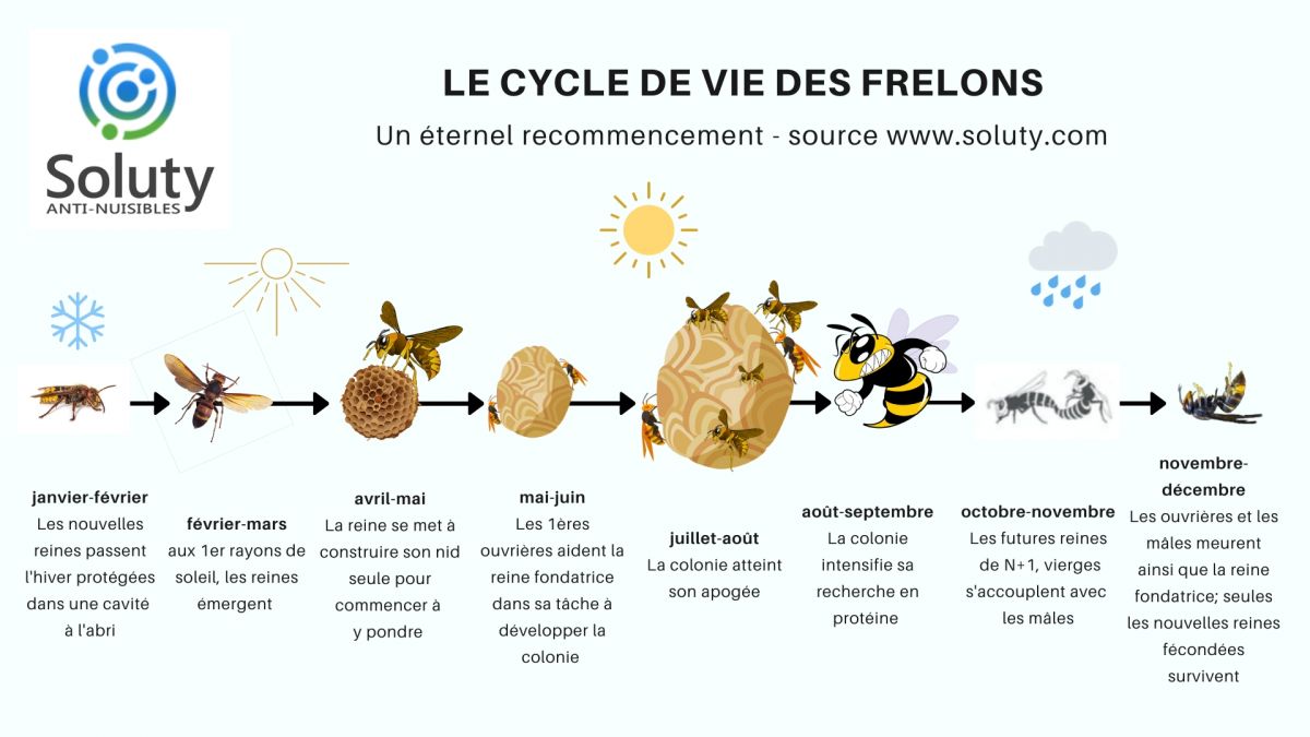 le cycle de vie des frelons