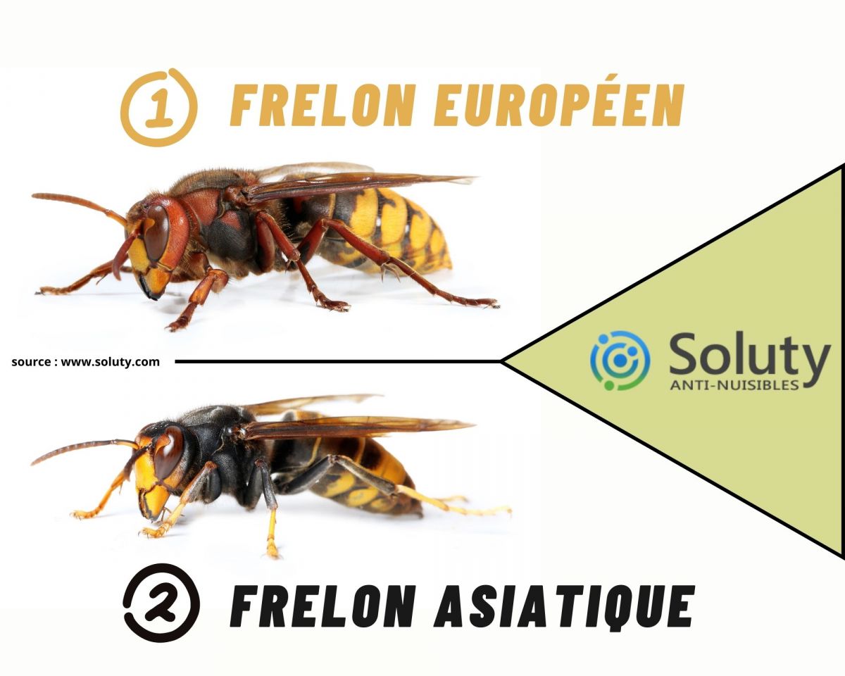 frelon asiatique et frelon européen