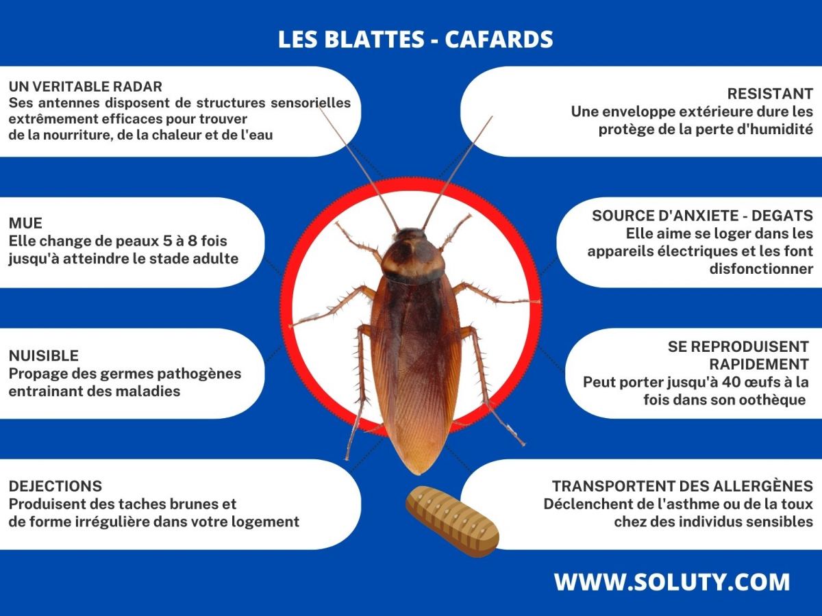 infographie sur les caractéristiques des blattes