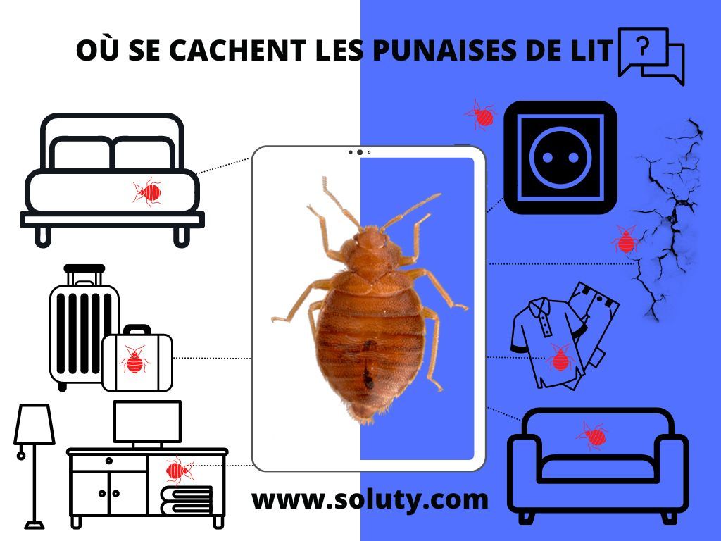 où se cachent les punaises de liT ? 