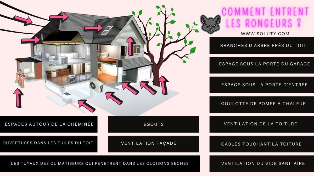 les différents points d 'entrées des rongeurs dans votre logement