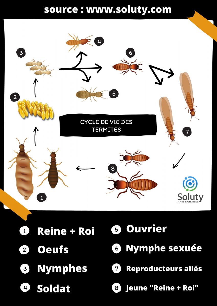 cycle de vie des termites