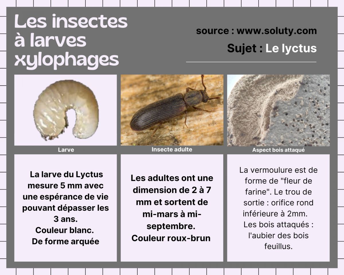 le lyctus - INSECTE A LARVE XYLOPHAGE