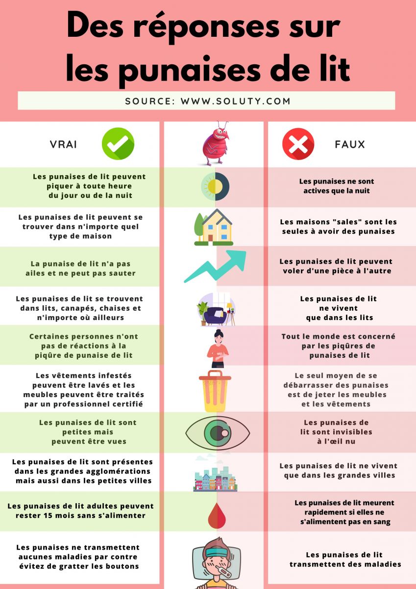 en savoir + sur les punaises de lit avec des questions réponses