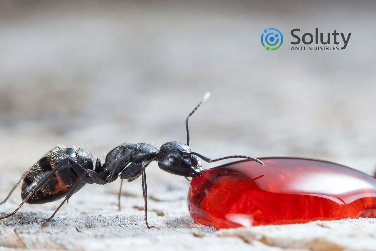Les gels insecticides sont conçus pour éliminer les fourmis