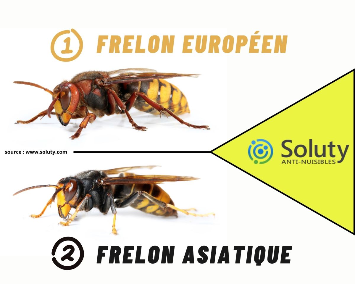 Le frelon asiatique ou frelon à patte jaune ET Le frelon européen 