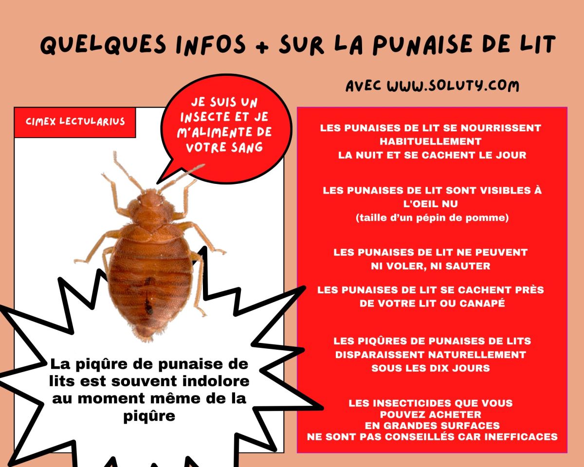 INFORMATIONS PRATIQUES SUR LES PUNAISES DE LIT