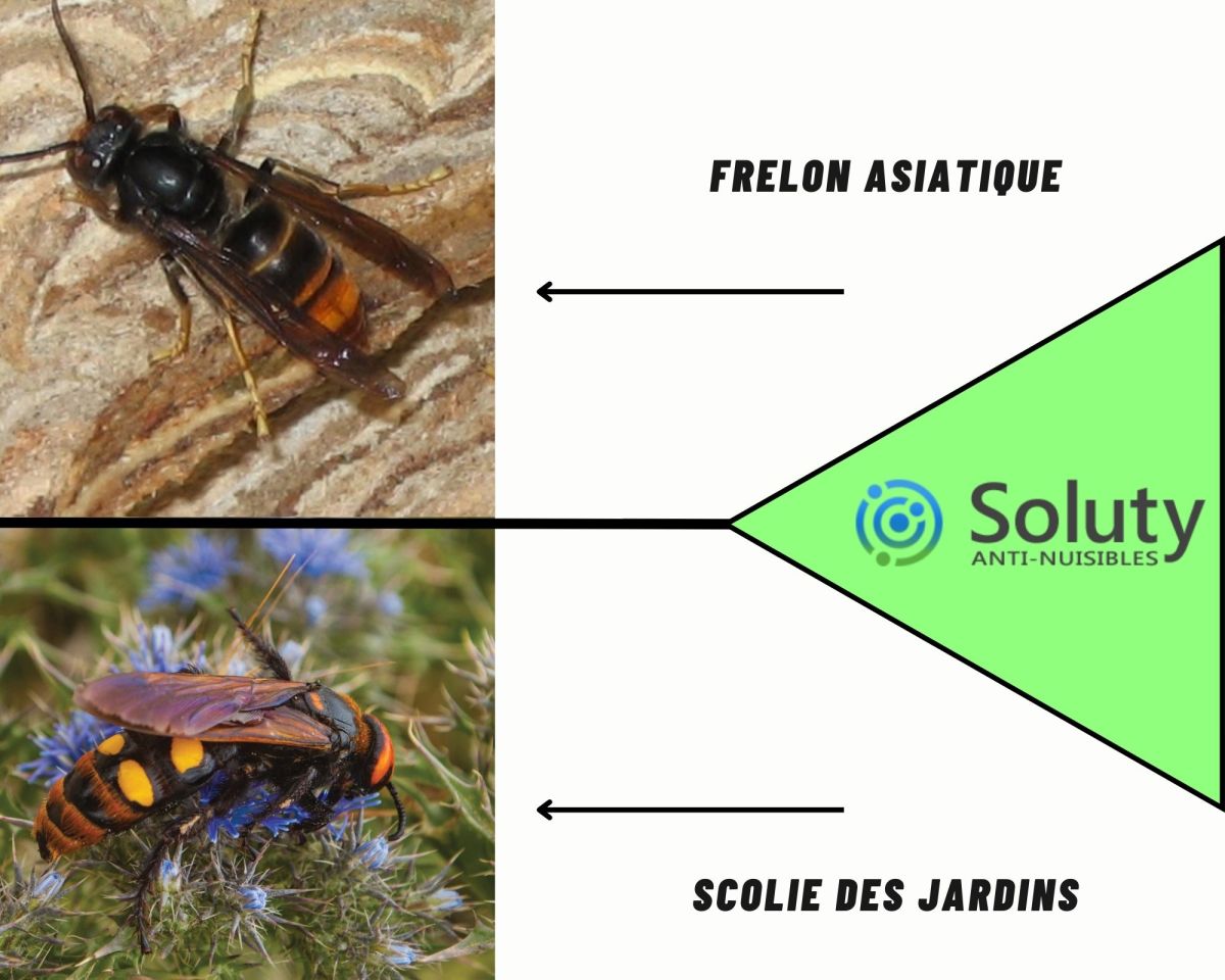 à ne pas confondre le scolie des jardins et le frelon