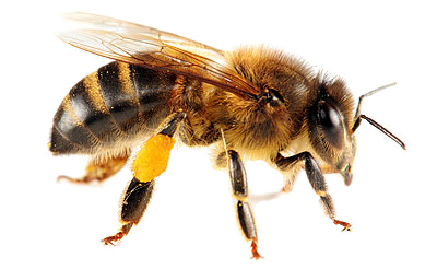 Apparence de l’abeille 