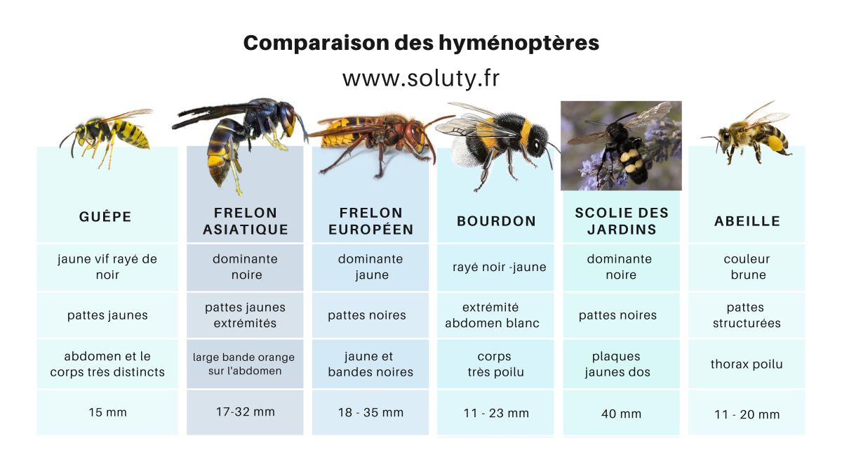 tableau avec dessin qui explique la différence entre les abeilles les guêpes et les frelons 