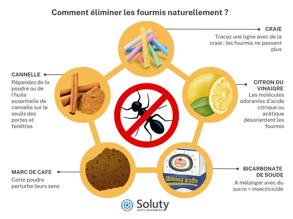 Utiliser des méthodes naturelles telles que des répulsifs à base de citronnelle, de vinaigre, ou de marc de café, qui peuvent aider à contenir l'invasion ou à l'éviter.