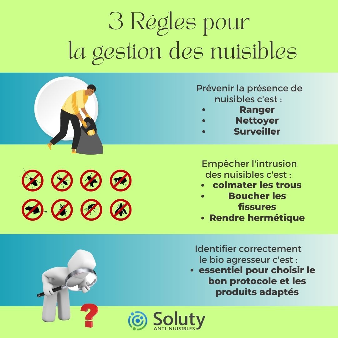 des reègles simples pour éviter les nuisibles chez vous