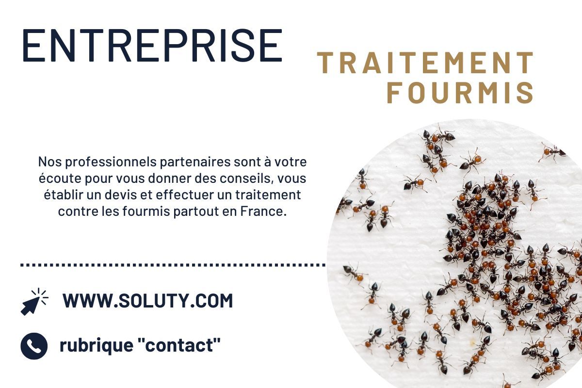 Qui appeler pour éradiquer des fourmis sur la commune de Sisteron ?
