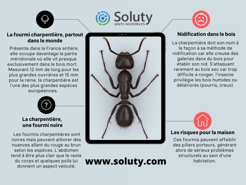 zoom sur la fourmi charpentière