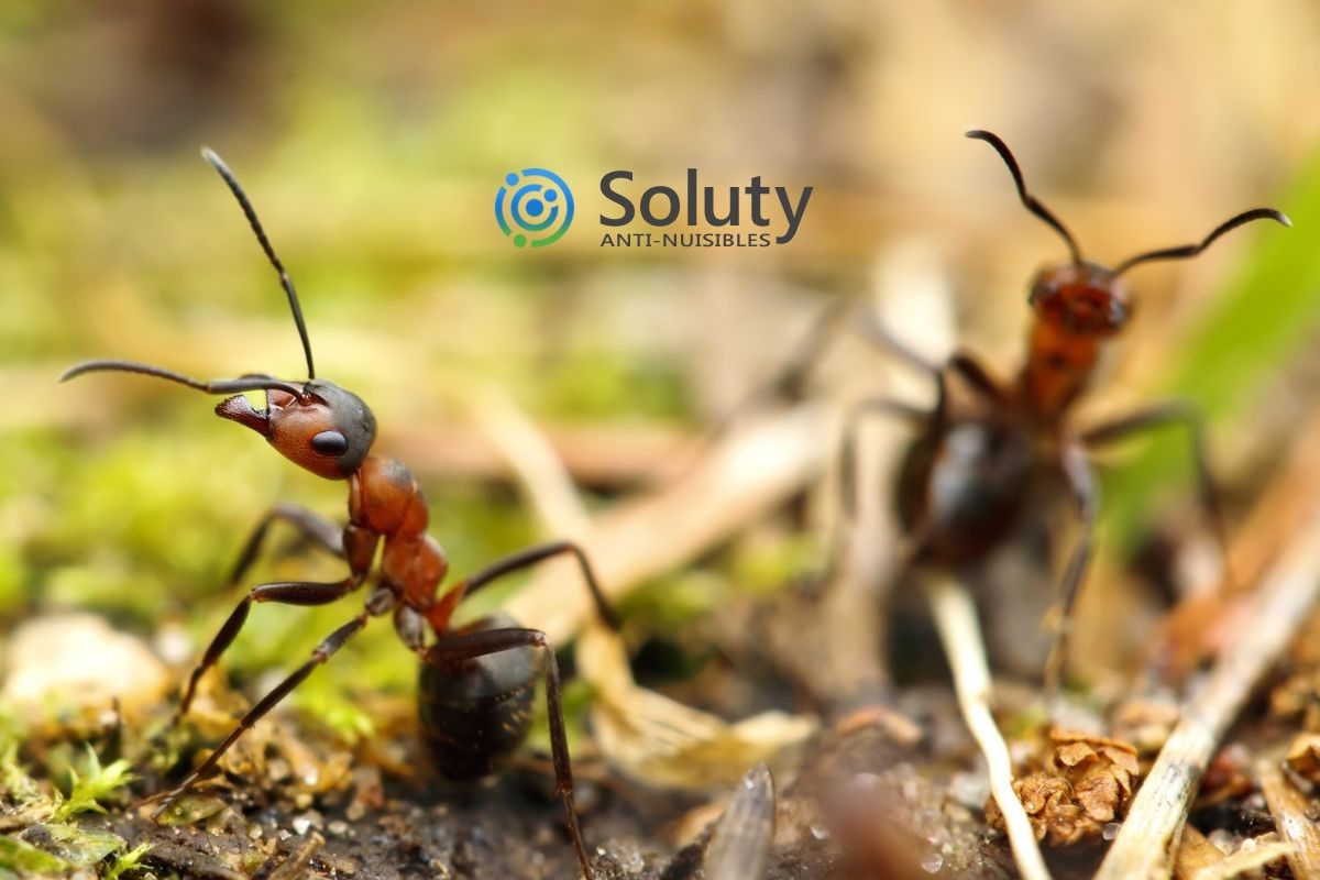 fourmis désinsectisation sur la commune de Laon