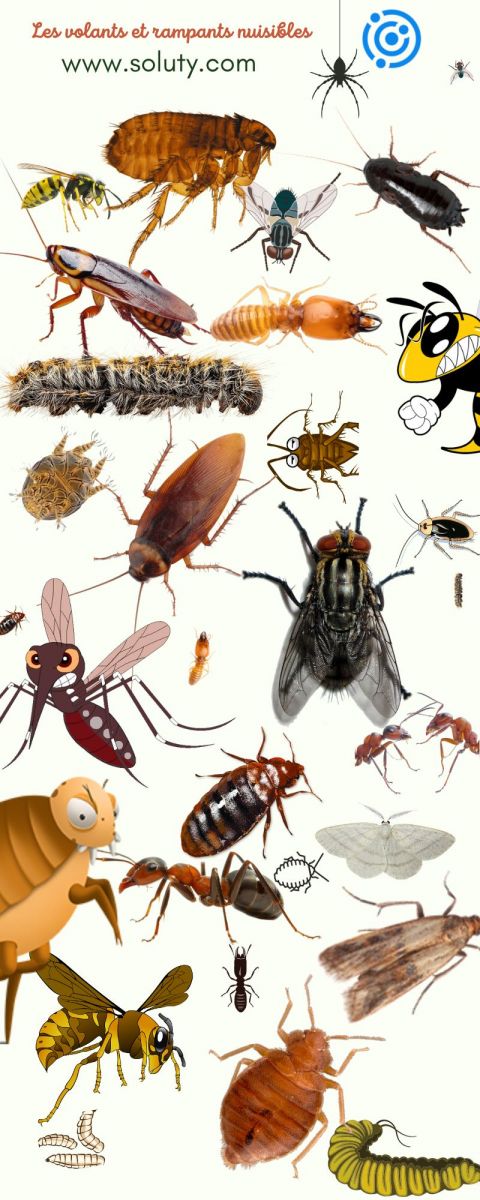 infographie : insectes volants et rampants nuisibles 