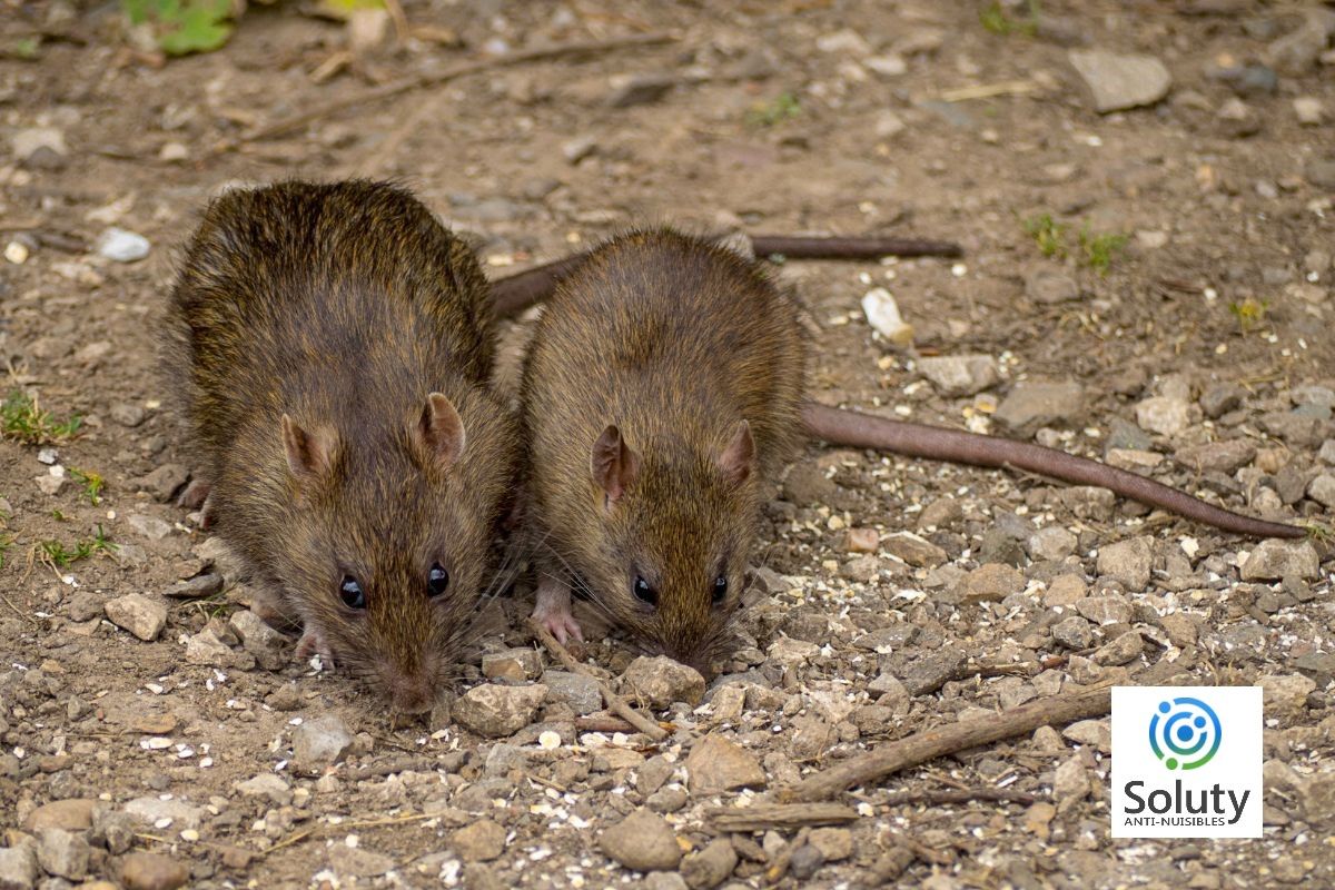 rongeurs dans un jardin de villa