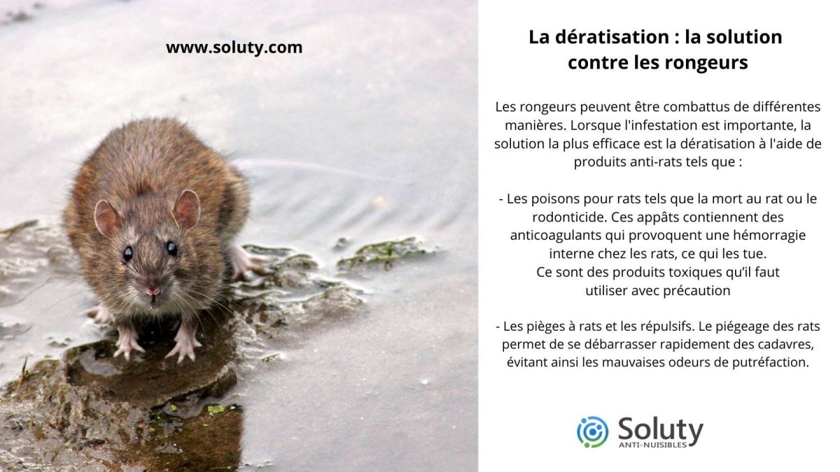 Quelques solutions pour éliminer les rats et les souris à Pessac (33)