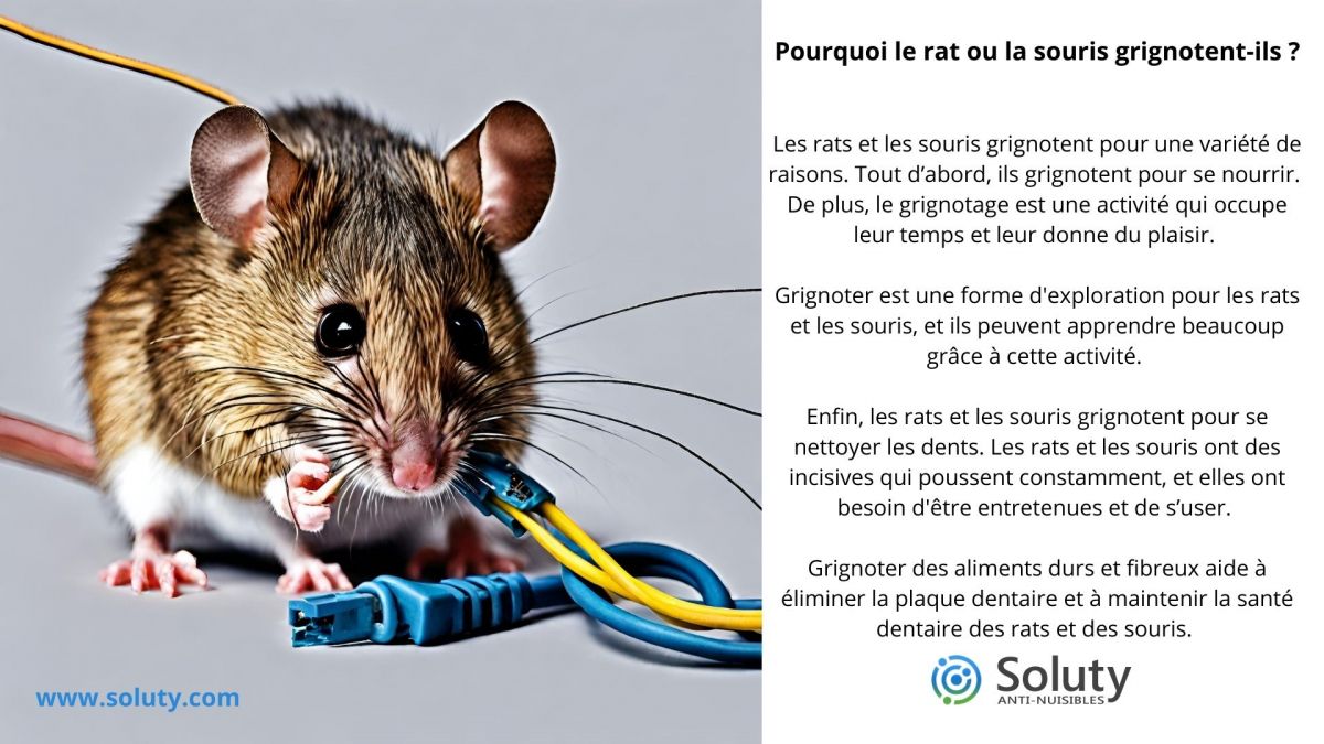 Dératisation à Saint-Ouen des rats et souris (93) - SOLUTY