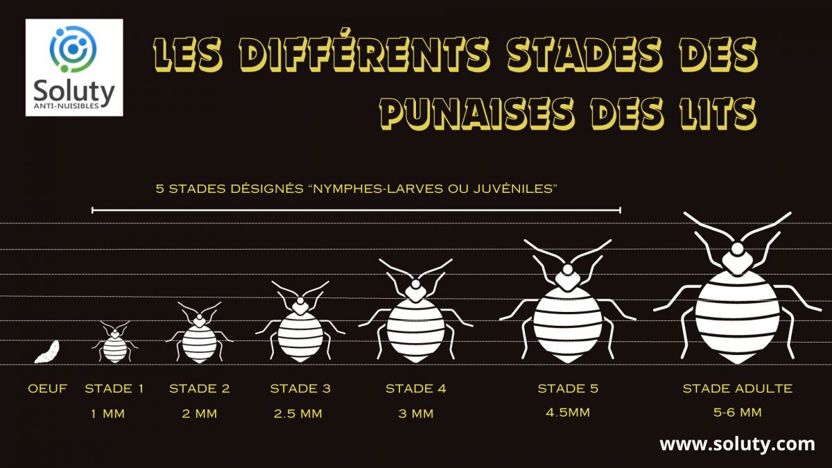 les différents stades des punaises de lit