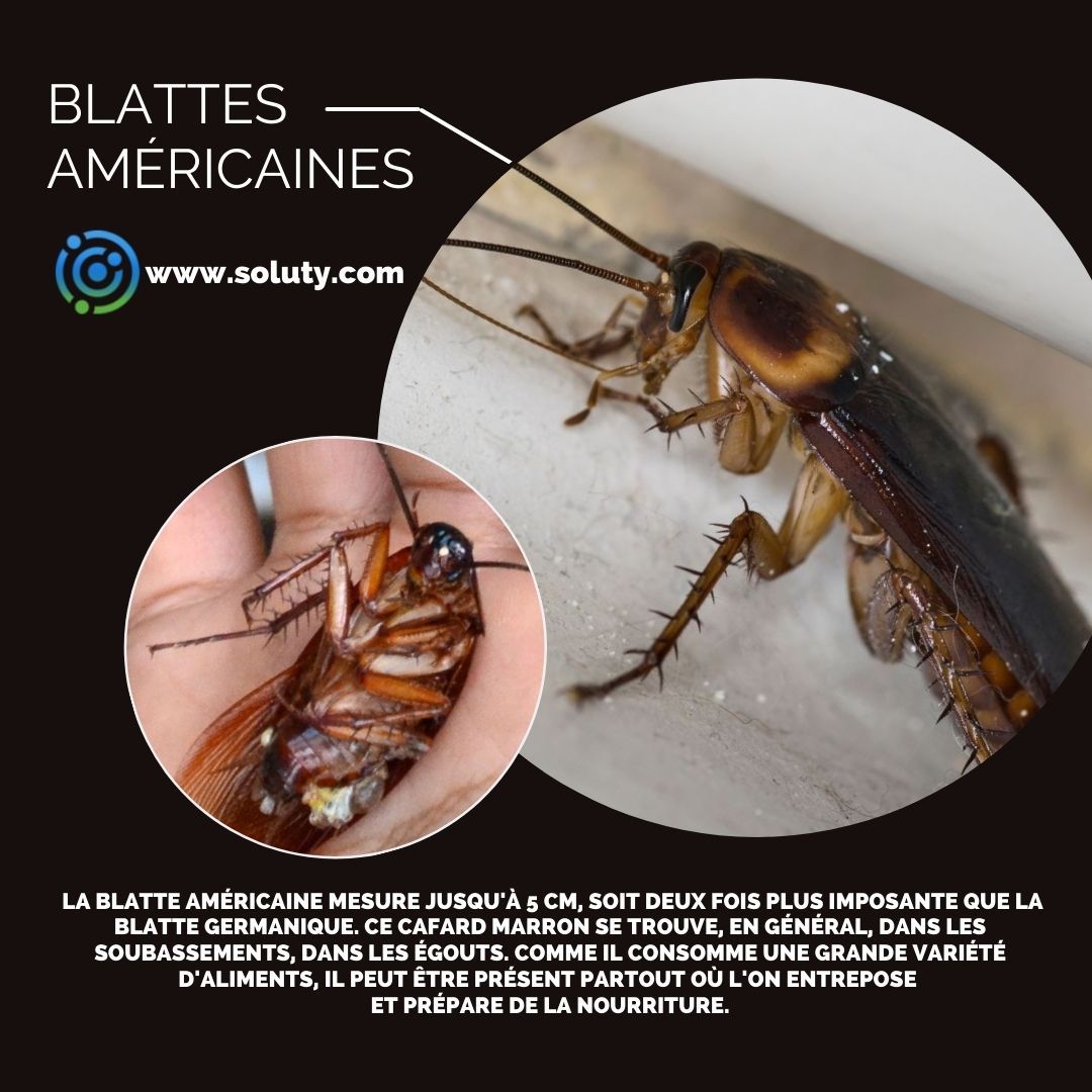 cafard de type blatte américaine