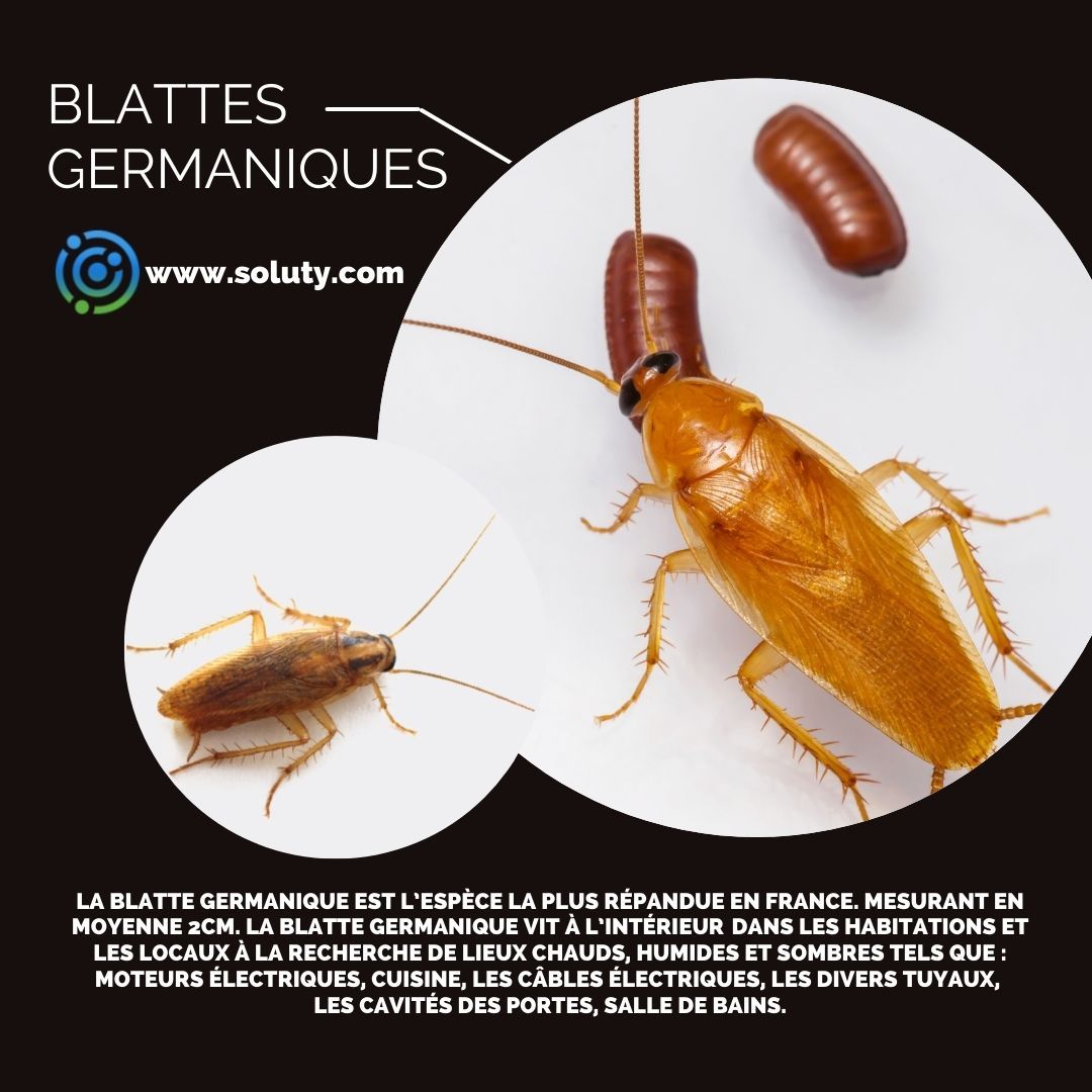 cafard de type blatte germanique