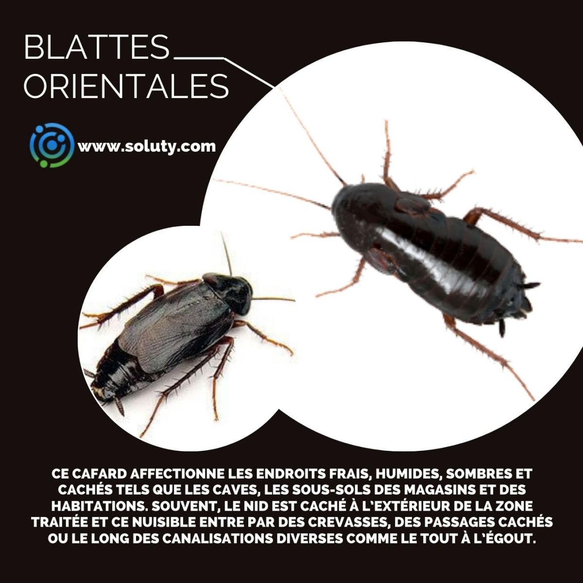 cafard de type blatte orientale