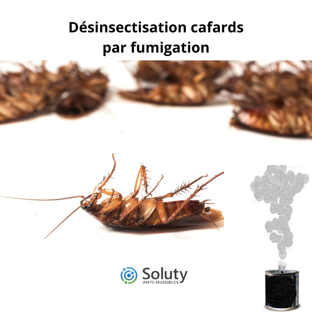 Désinsectisation cafards par fumigation