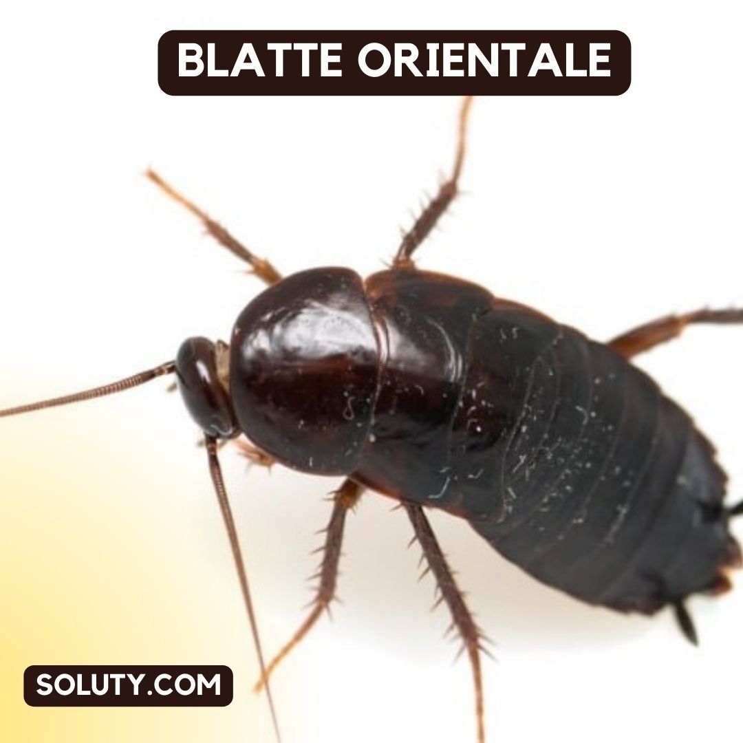 BLATTE ORIENTALE