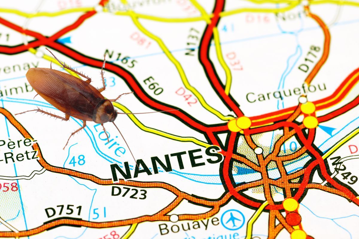 blattes et ville de Nantes