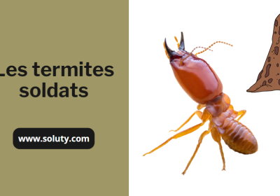 Termite soldat