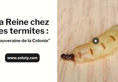 La reine des termites