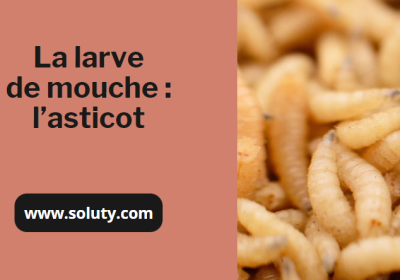 L asticot de mouche